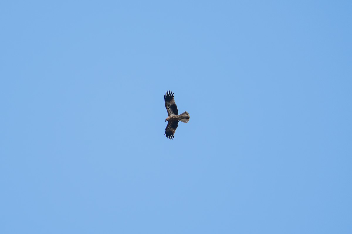 Whistling Kite - ML634007306