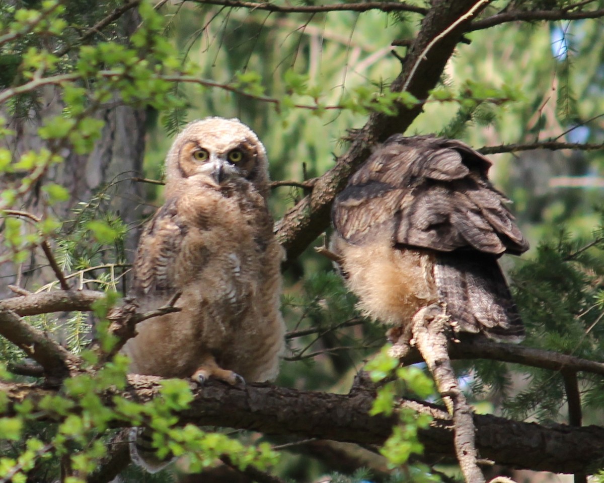 Great Horned Owl - ML634007348
