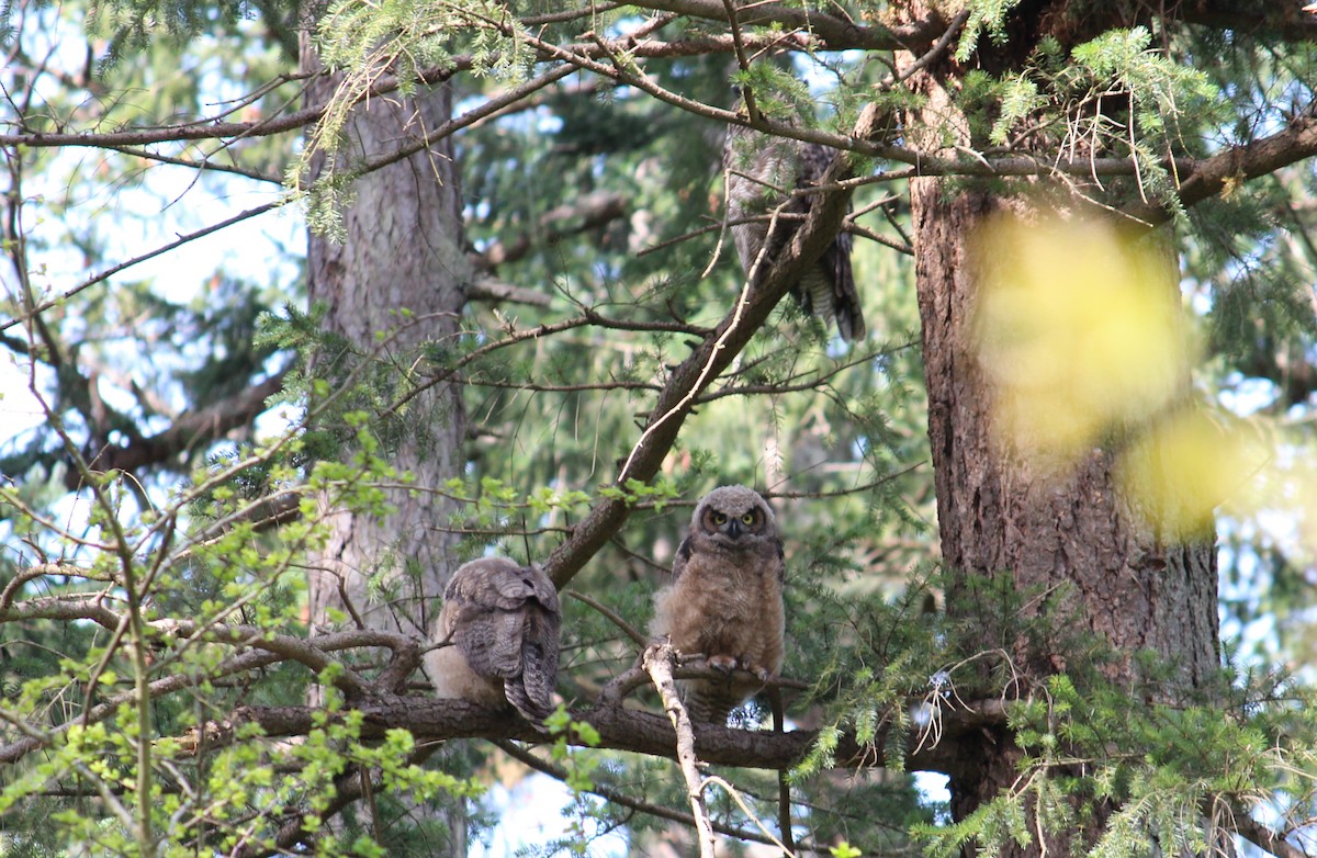 Great Horned Owl - ML634007360