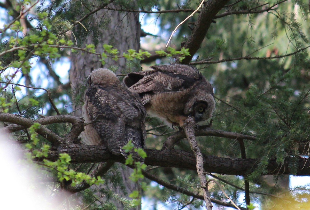 Great Horned Owl - ML634007367