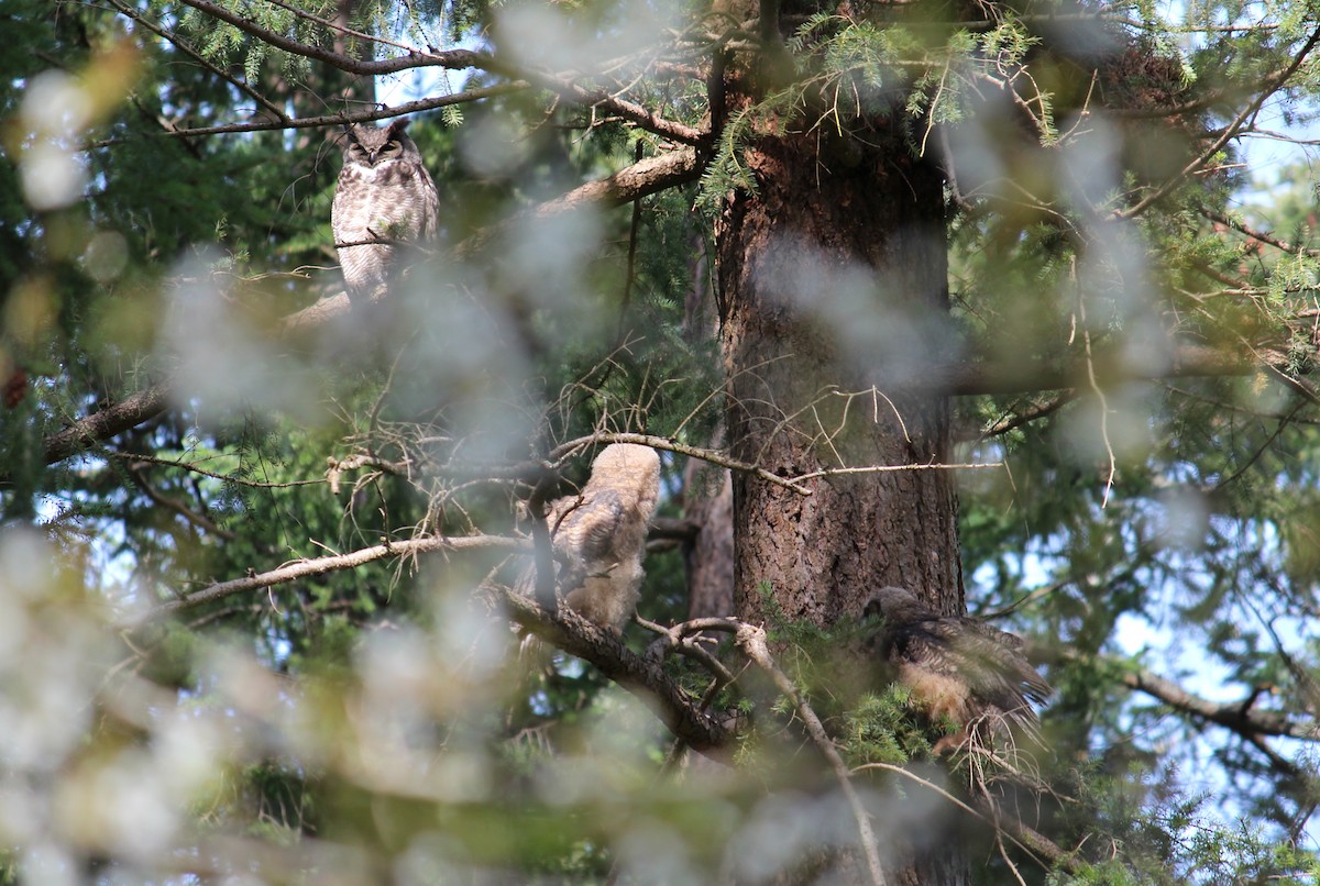 Great Horned Owl - ML634007375