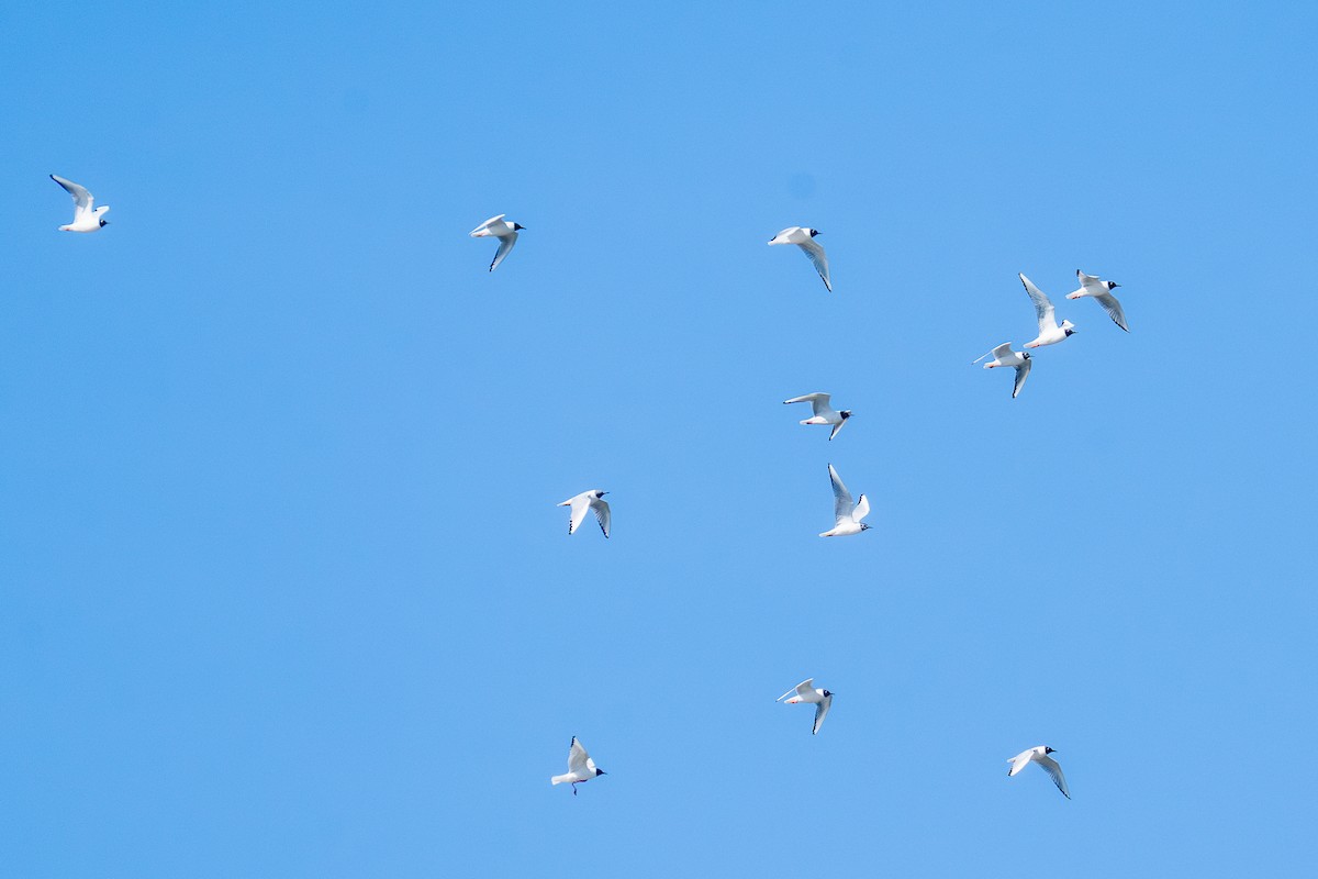 Bonaparte's Gull - ML634007454