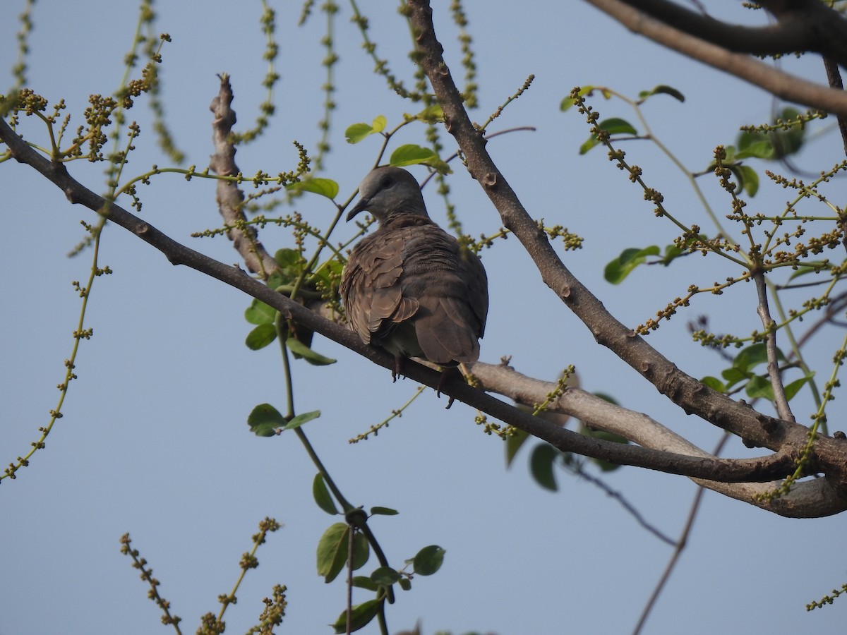 Spotted Dove - ML634007514