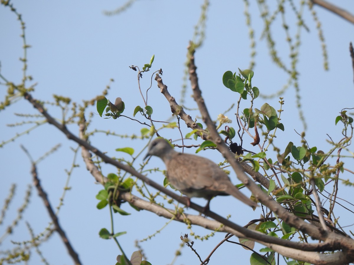 Spotted Dove - ML634007516