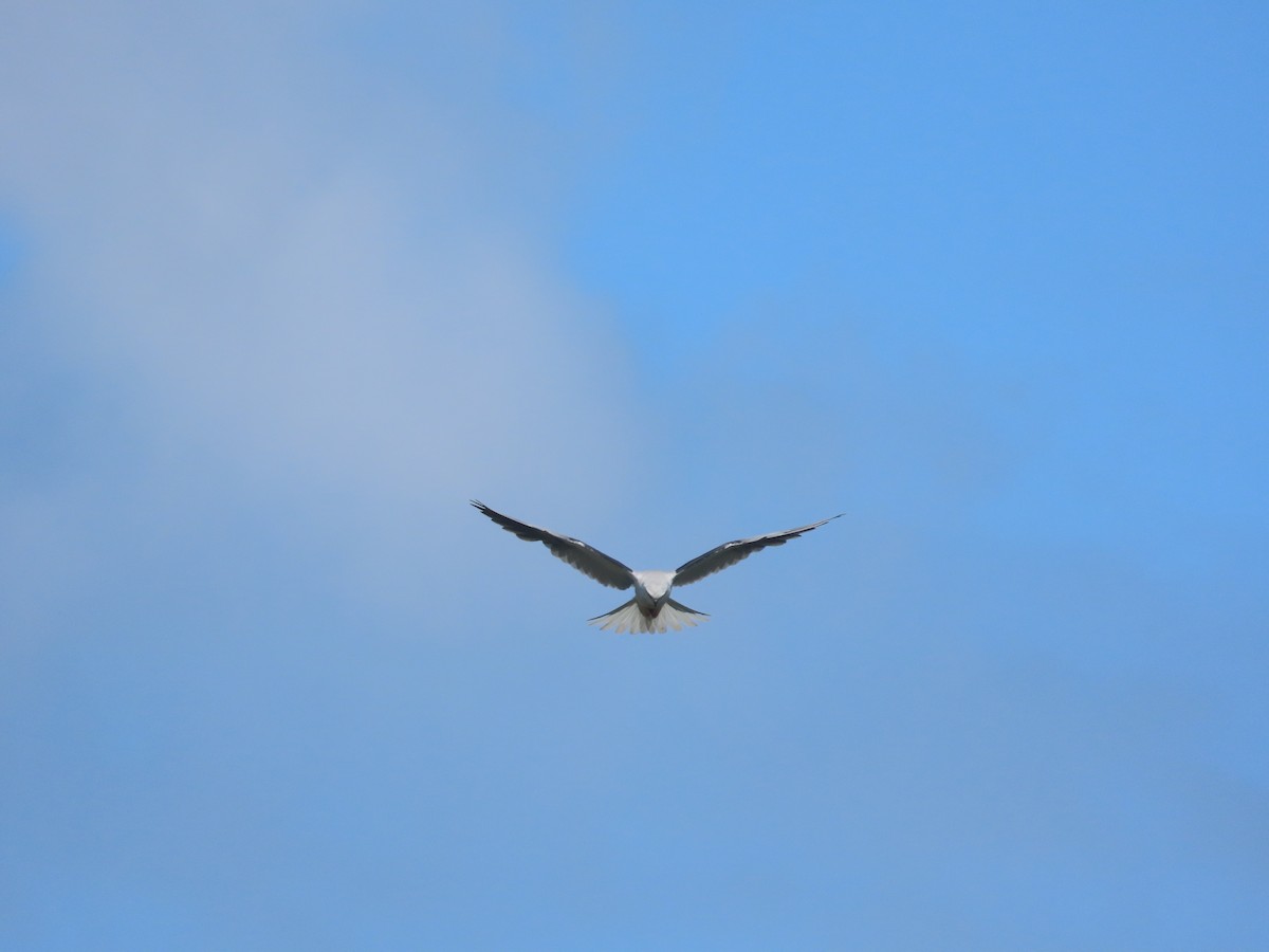 White-tailed Kite - ML634007547