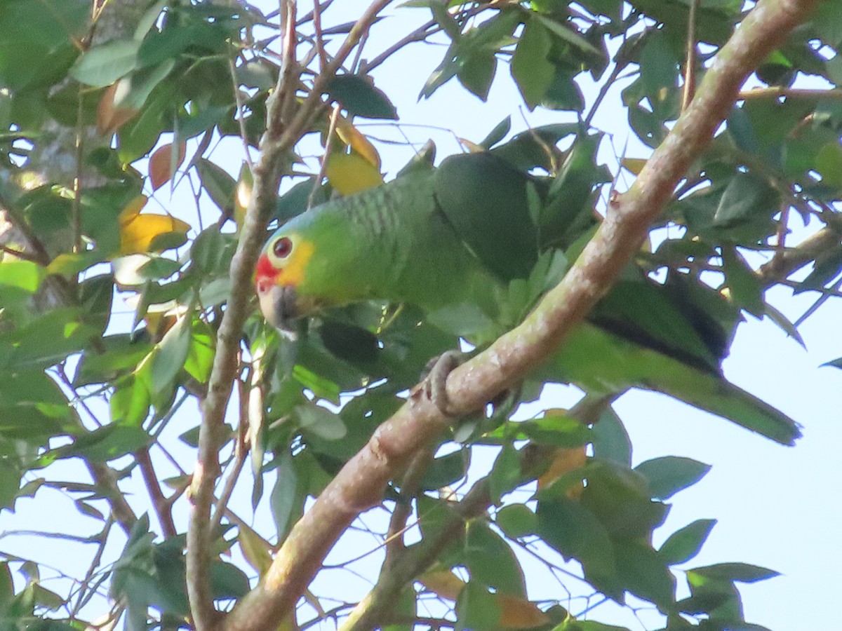 Red-lored Amazon - ML634007549