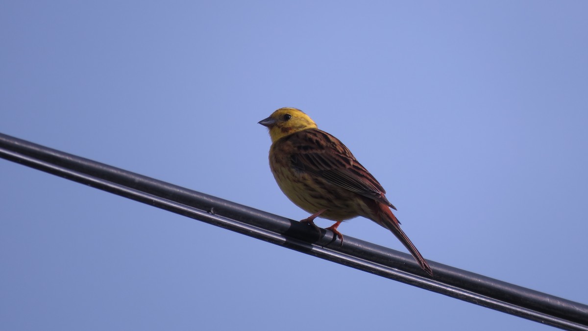 Yellowhammer - ML634007554