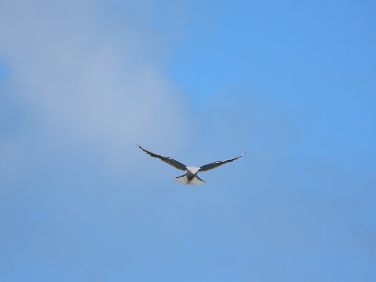 White-tailed Kite - ML634007555