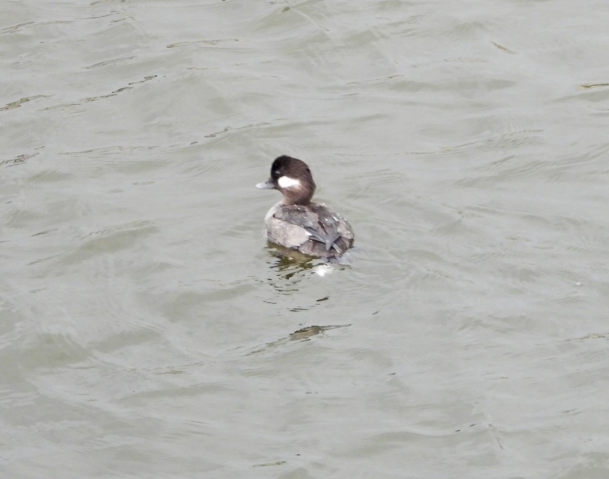 Bufflehead - ML634007556