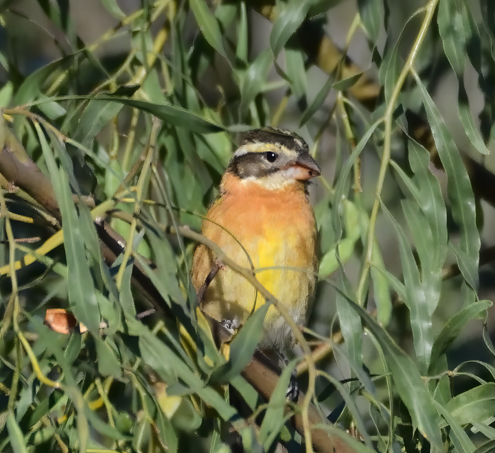 Black-headed Grosbeak - ML634007557