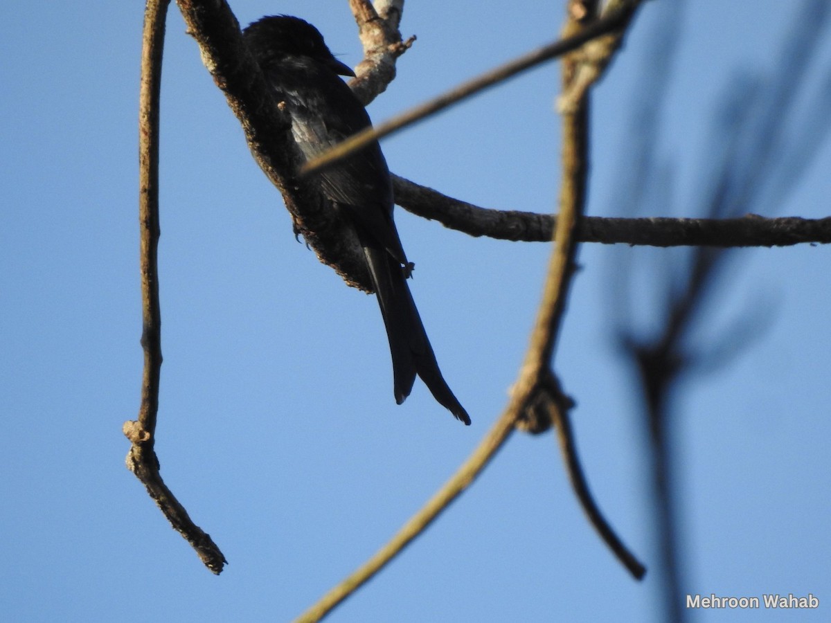 White-bellied Drongo - ML634007558