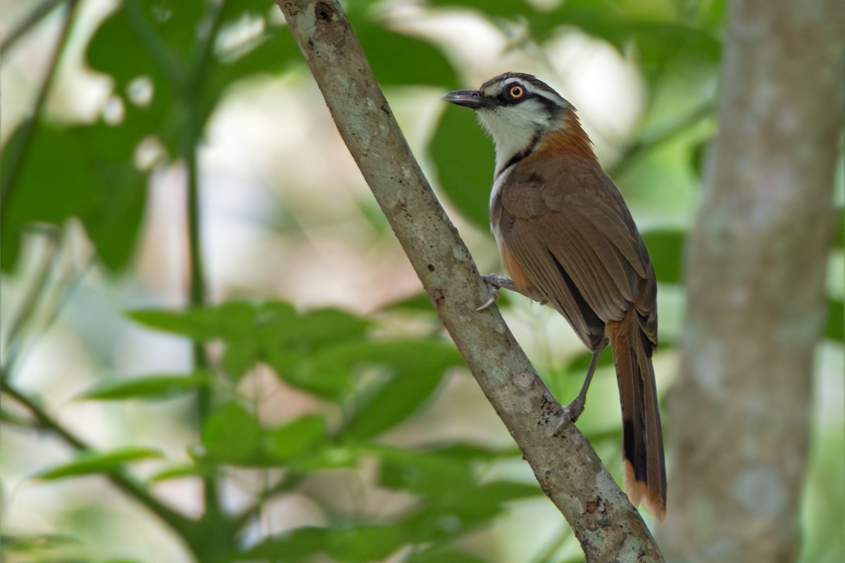 Lesser Necklaced Laughingthrush - ML634007559
