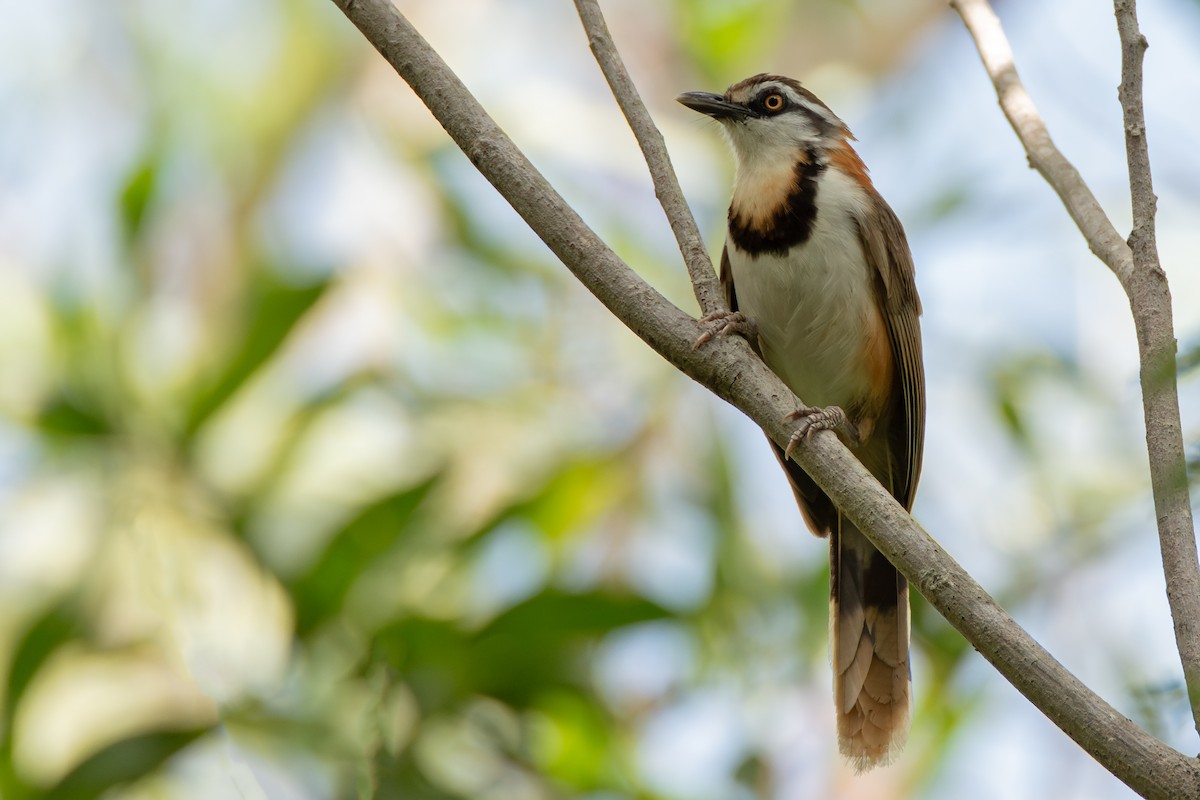 Lesser Necklaced Laughingthrush - ML634007560
