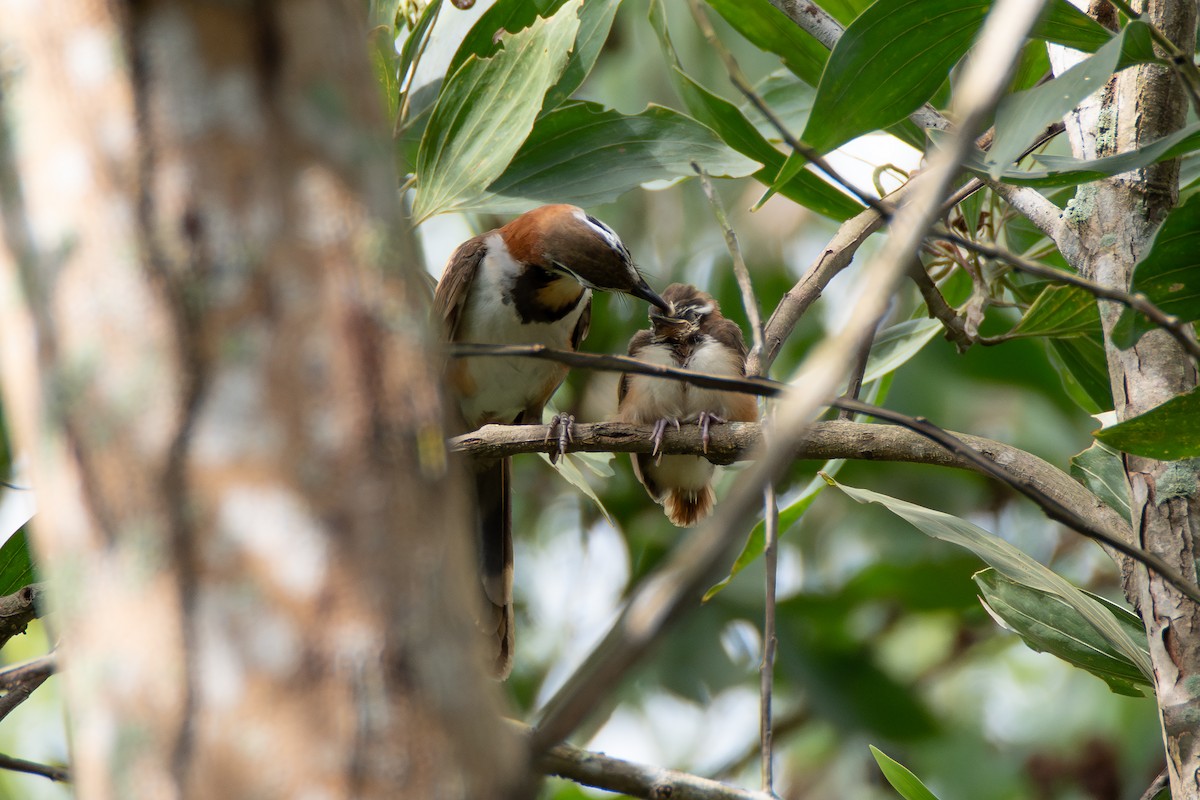 Lesser Necklaced Laughingthrush - ML634007561