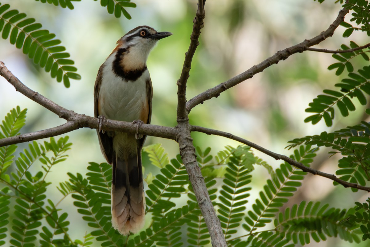 Lesser Necklaced Laughingthrush - ML634007562