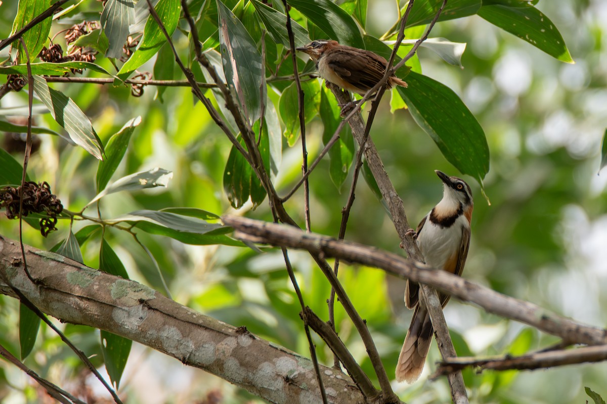 Lesser Necklaced Laughingthrush - ML634007563