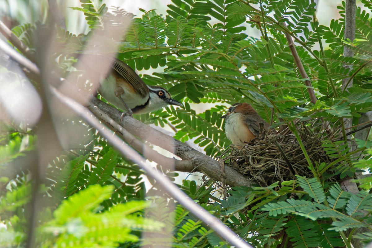 Lesser Necklaced Laughingthrush - ML634007564