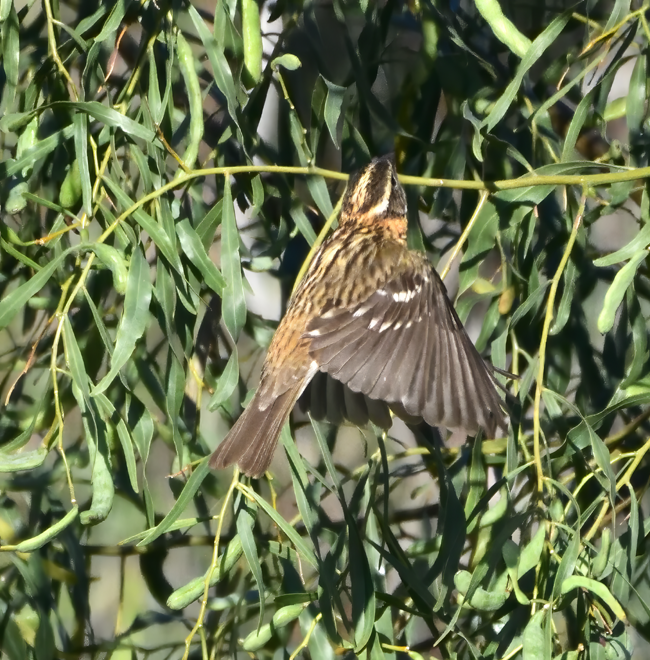 Black-headed Grosbeak - ML634007565