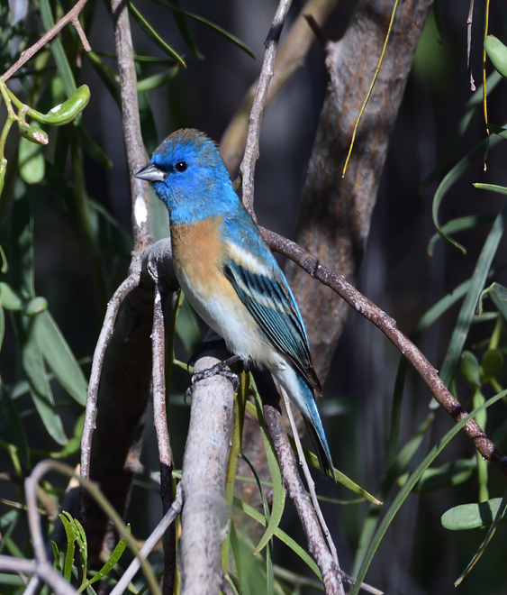Lazuli Bunting - ML634007566