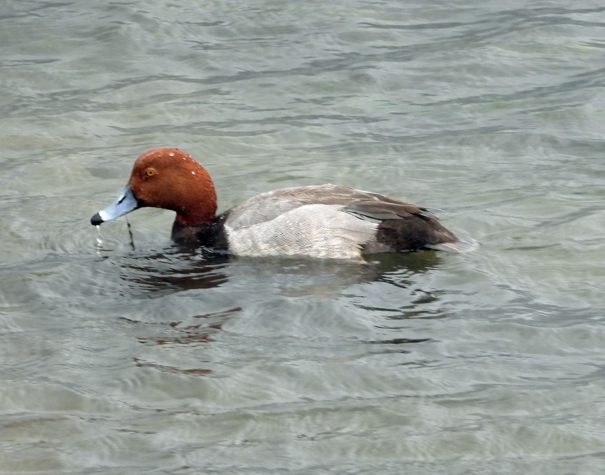 Redhead - ML634007573