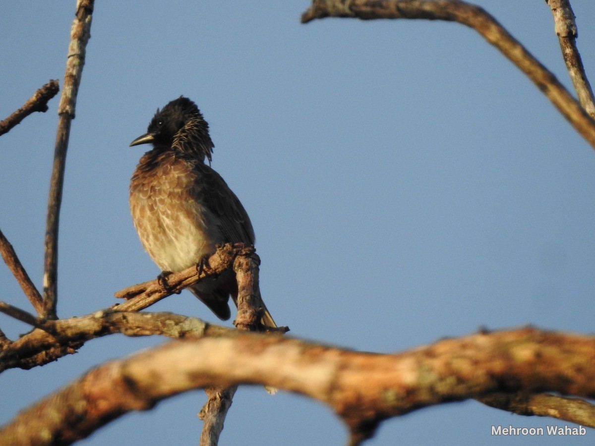 Red-vented Bulbul - ML634007574