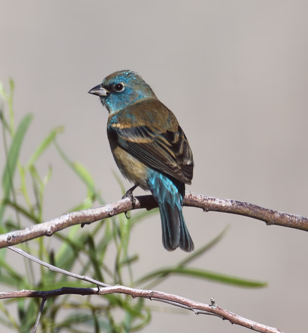 Lazuli Bunting - ML634007577