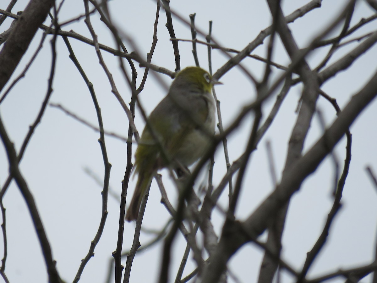 Silvereye - ML634007578