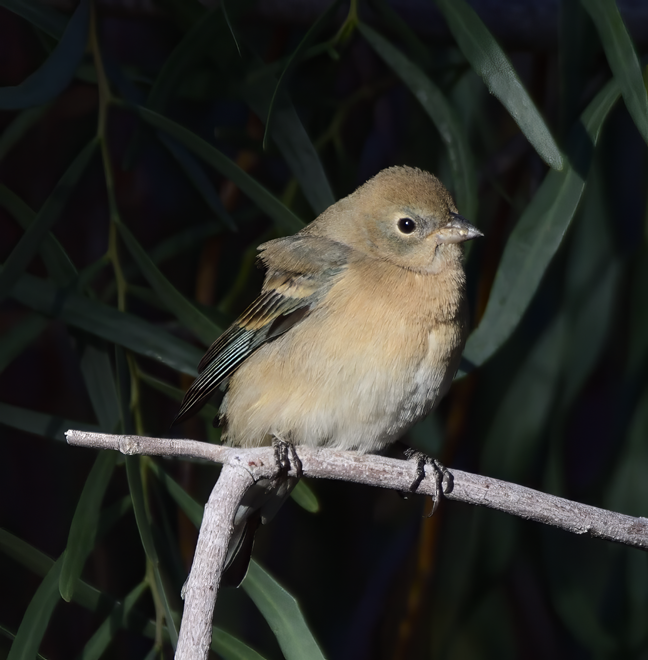 Lazuli Bunting - ML634007580