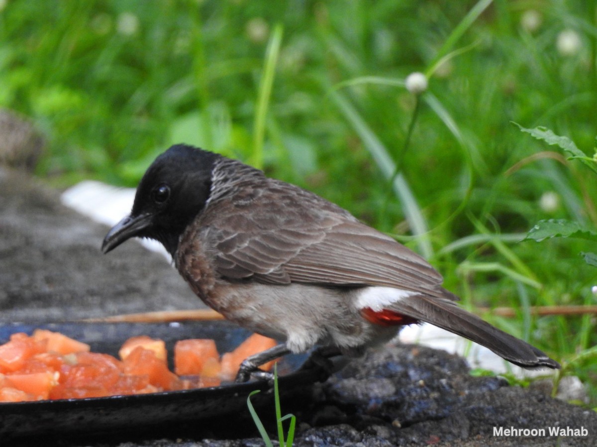 Red-vented Bulbul - ML634007581