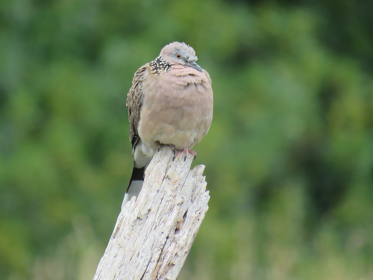 Spotted Dove - ML634007582