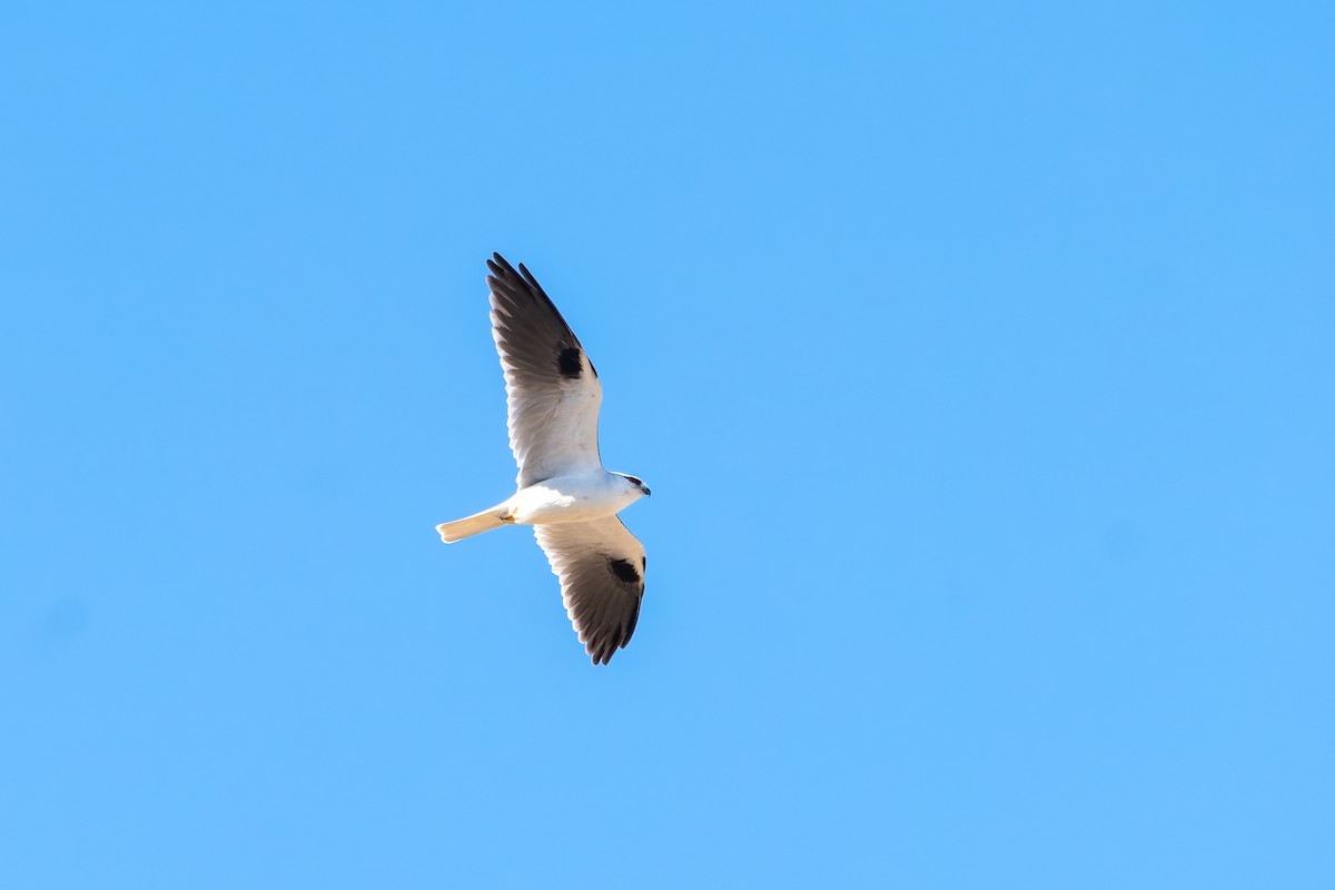 Black-shouldered Kite - ML634007610