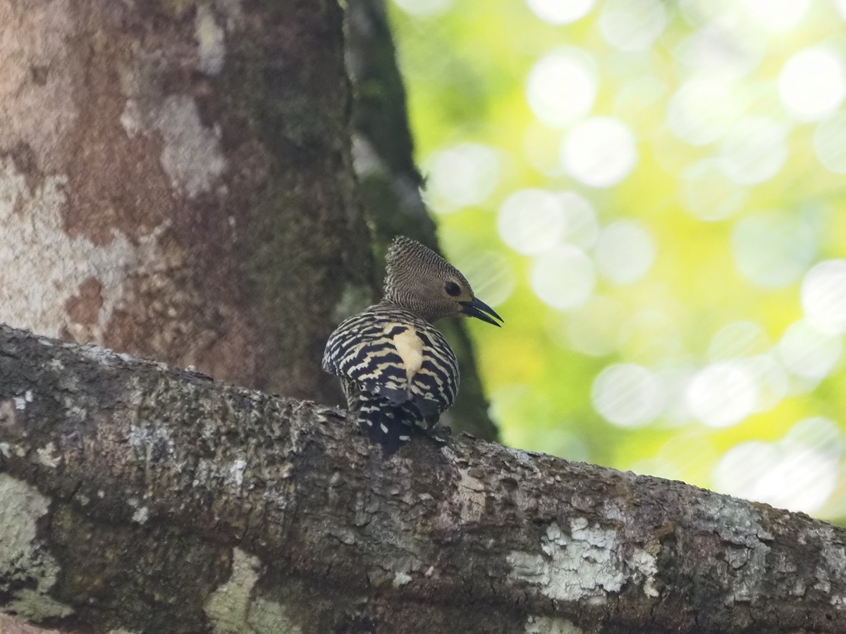 Buff-rumped Woodpecker - ML634007621