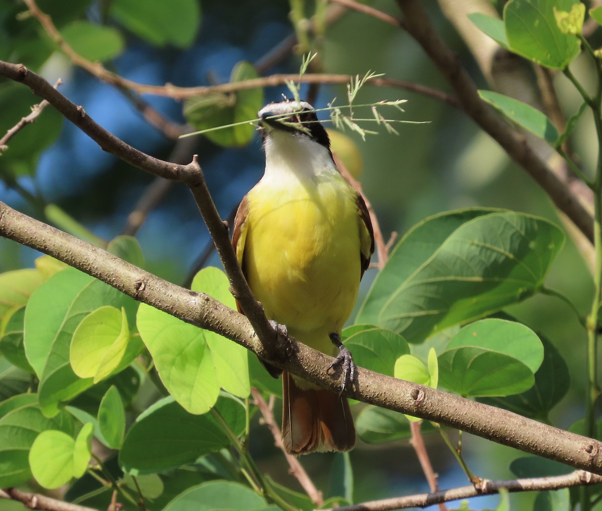 Great Kiskadee - ML634007625