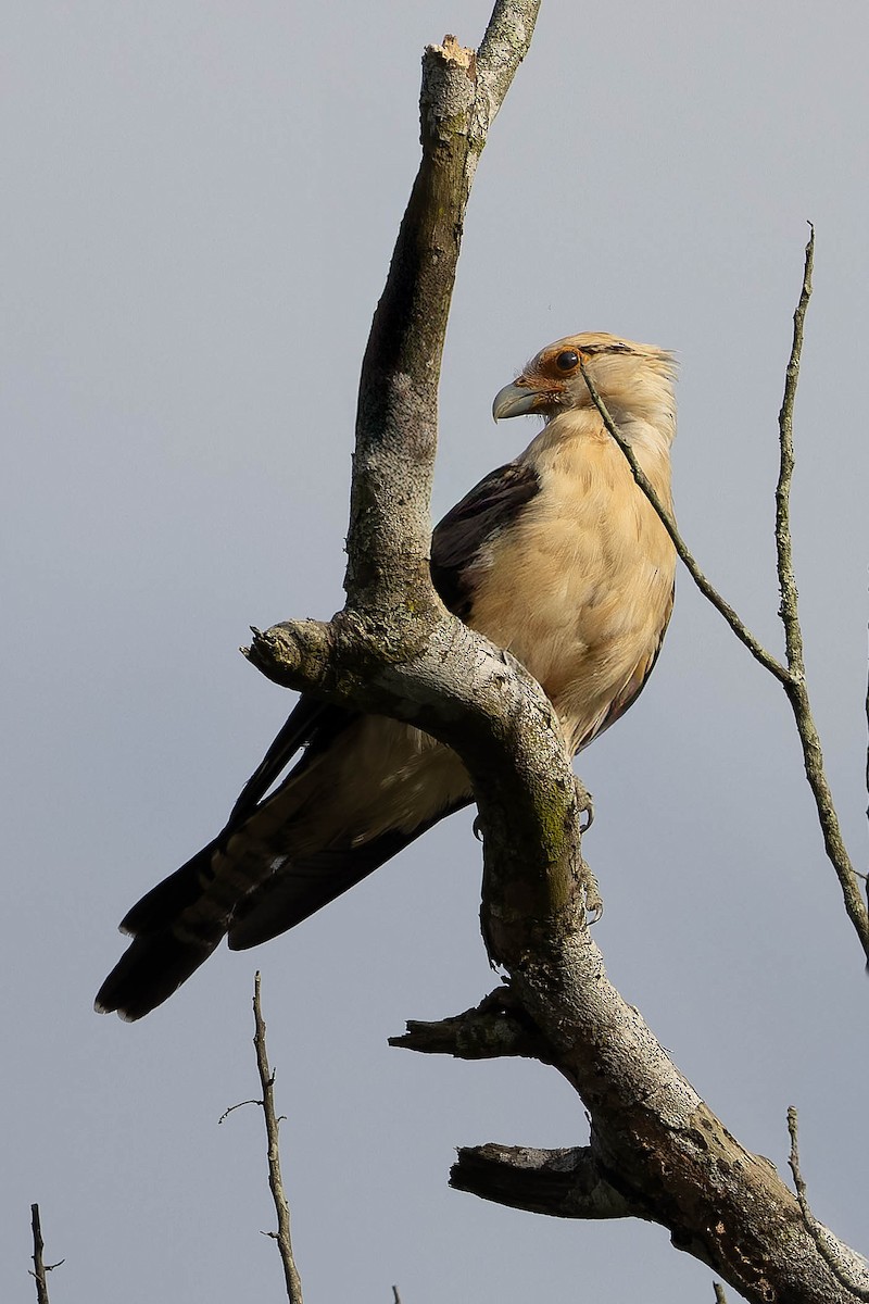 Caracara à tête jaune - ML634007770