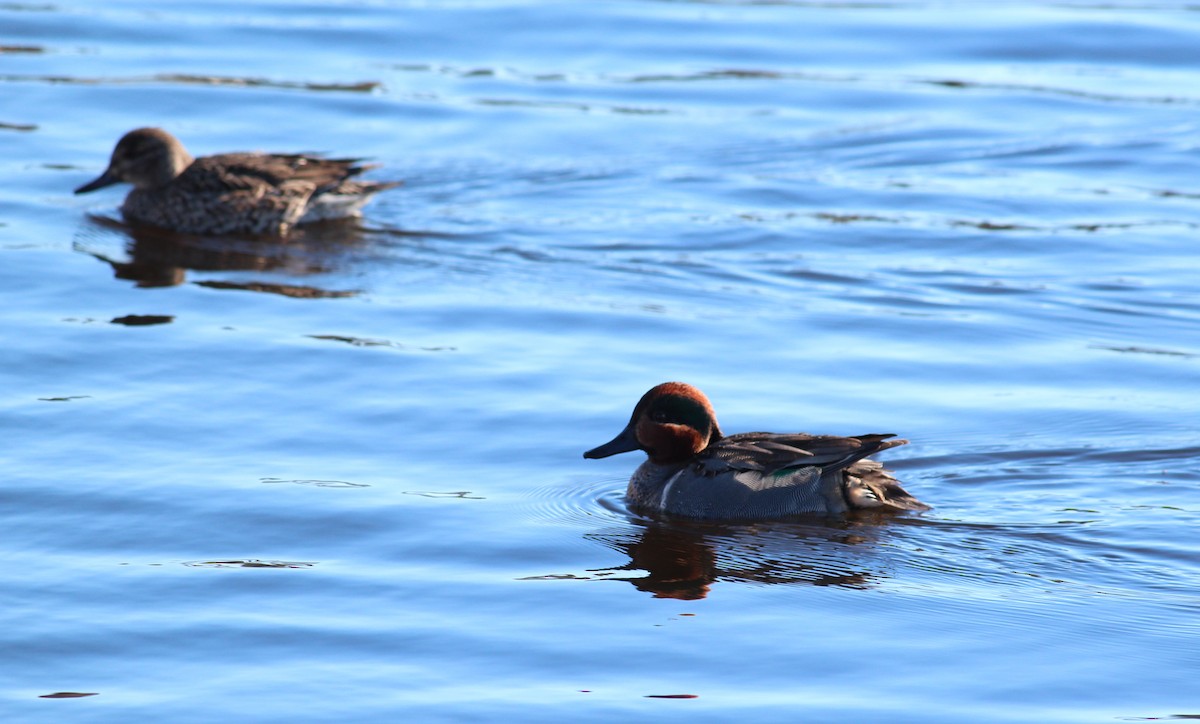 Green-winged Teal - ML634007792
