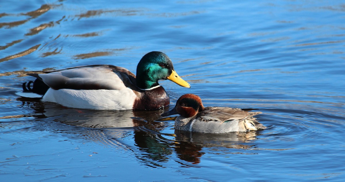 Green-winged Teal - ML634007795