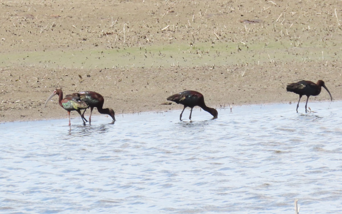 White-faced Ibis - ML634007796