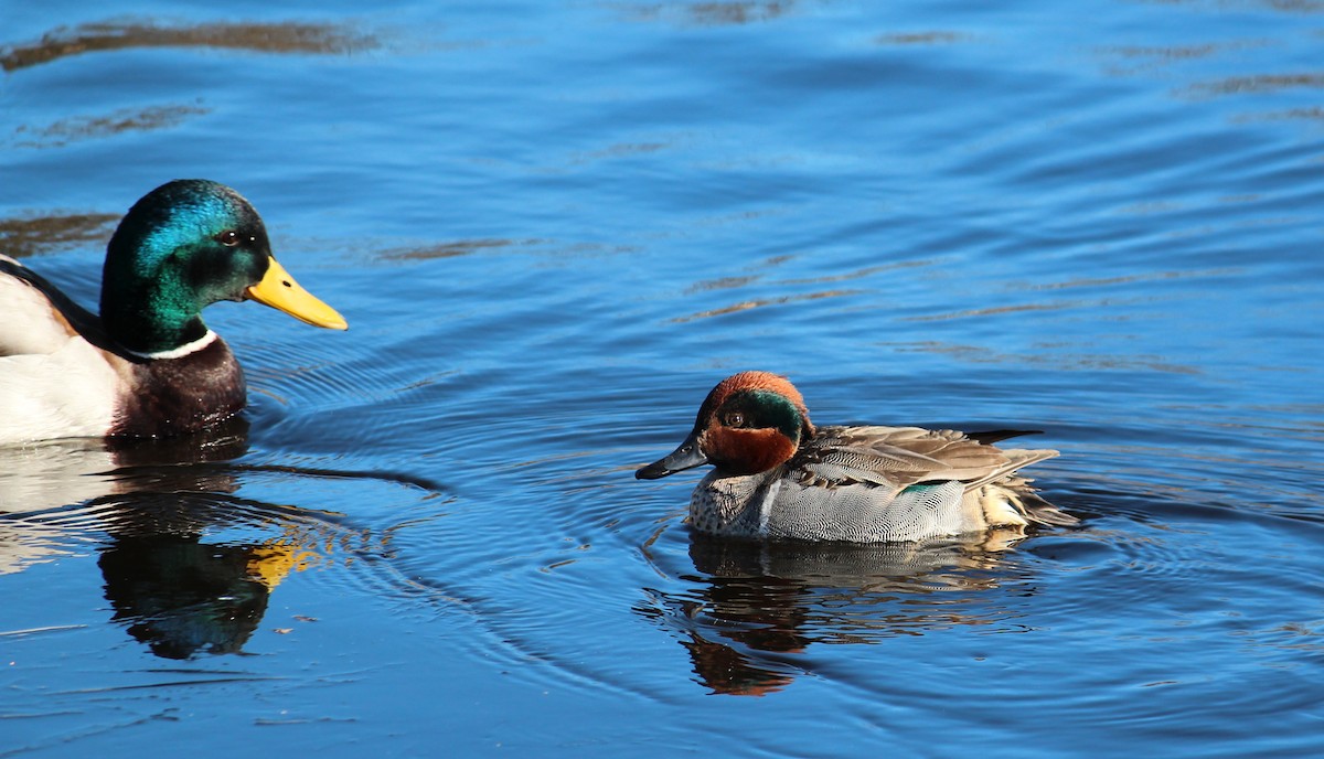Green-winged Teal - ML634007797
