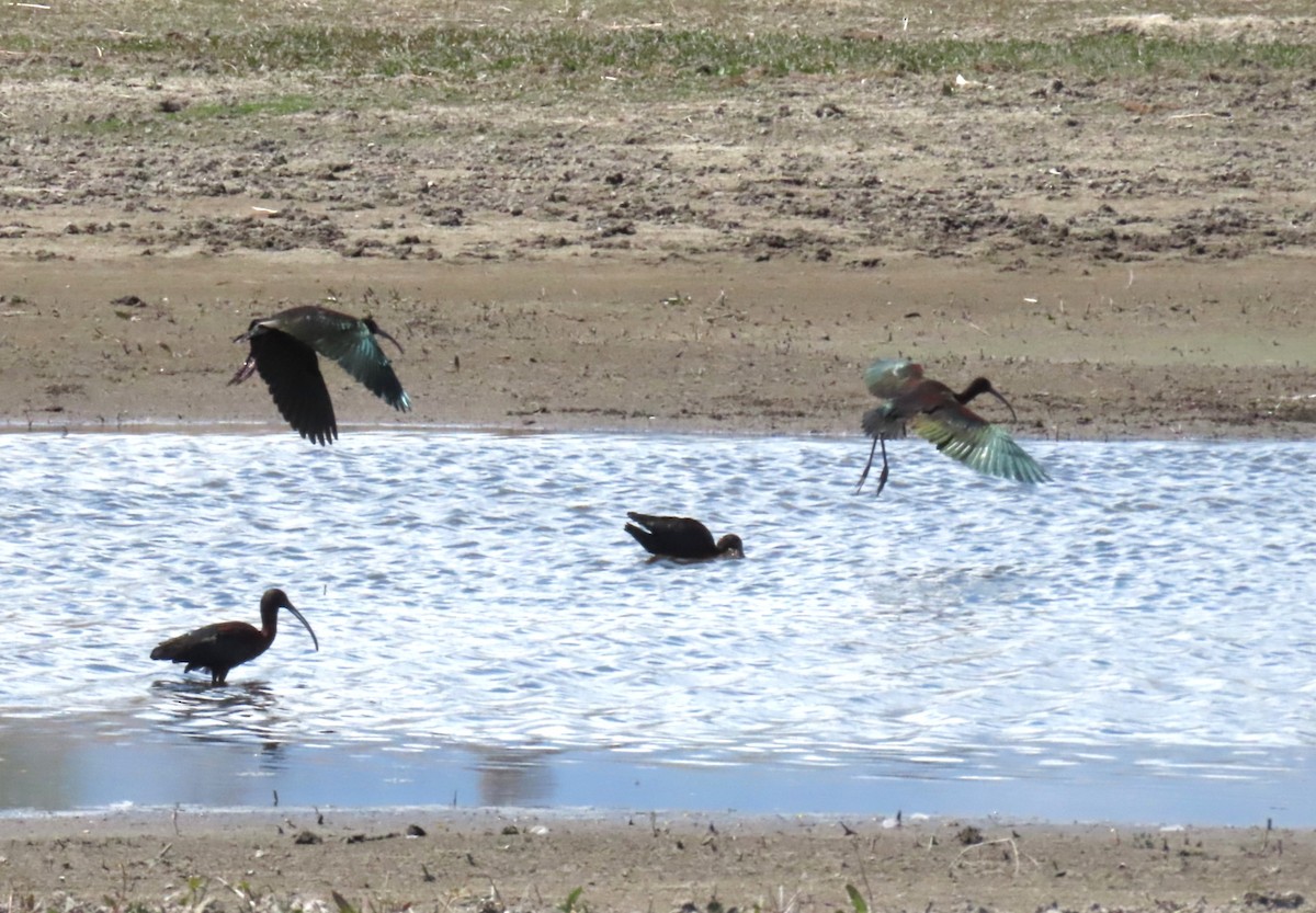 White-faced Ibis - ML634007798