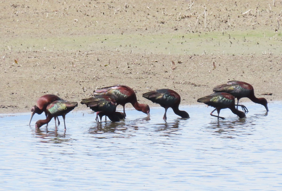 White-faced Ibis - ML634007799