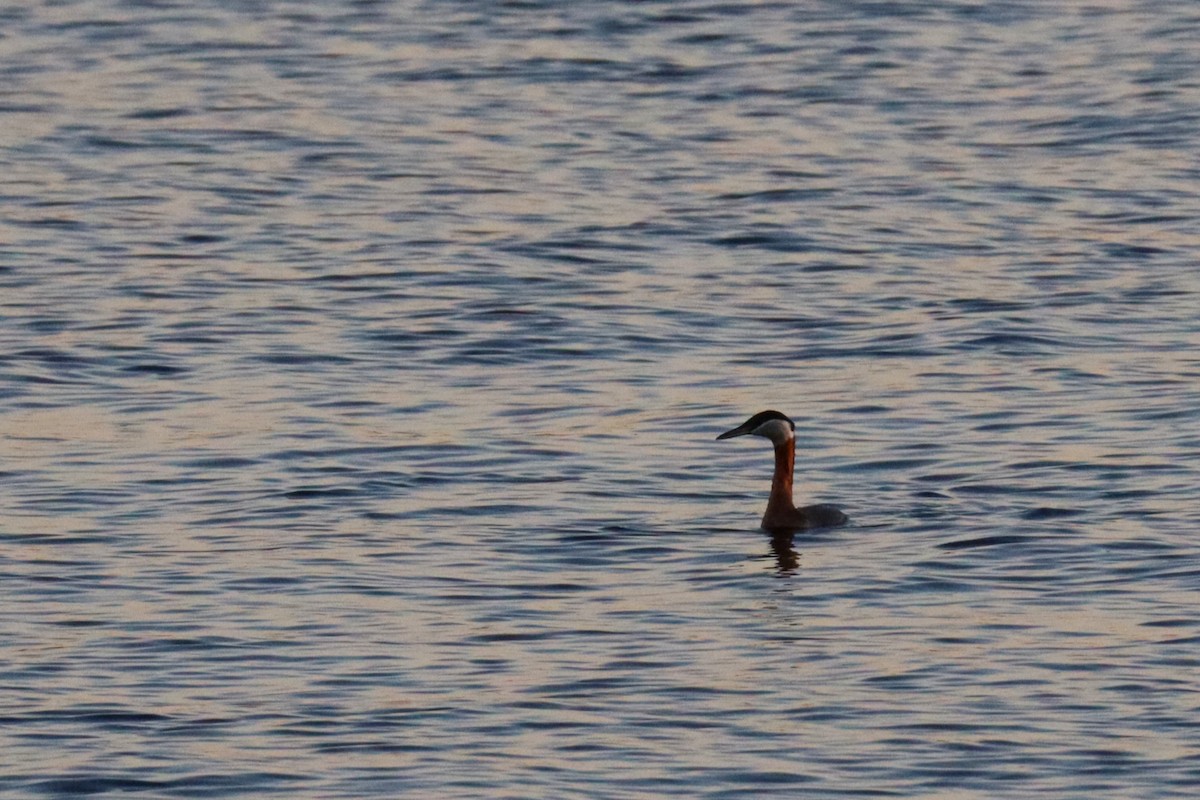 Red-necked Grebe - ML634007839