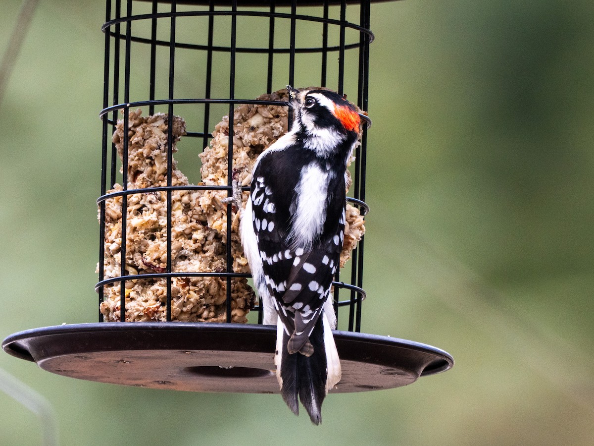 Downy Woodpecker (Eastern) - ML634007898