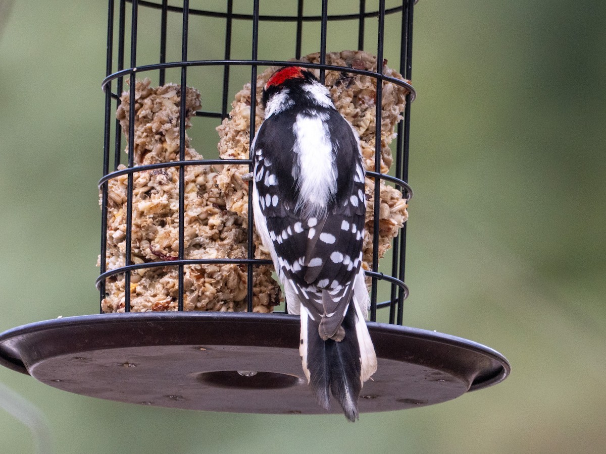 Downy Woodpecker (Eastern) - ML634007899