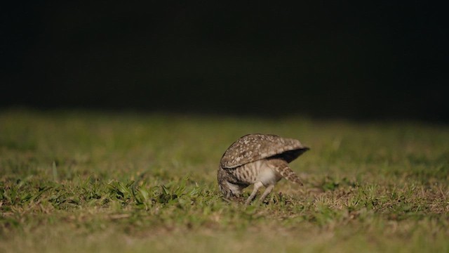 Burrowing Owl (Florida) - ML634007979