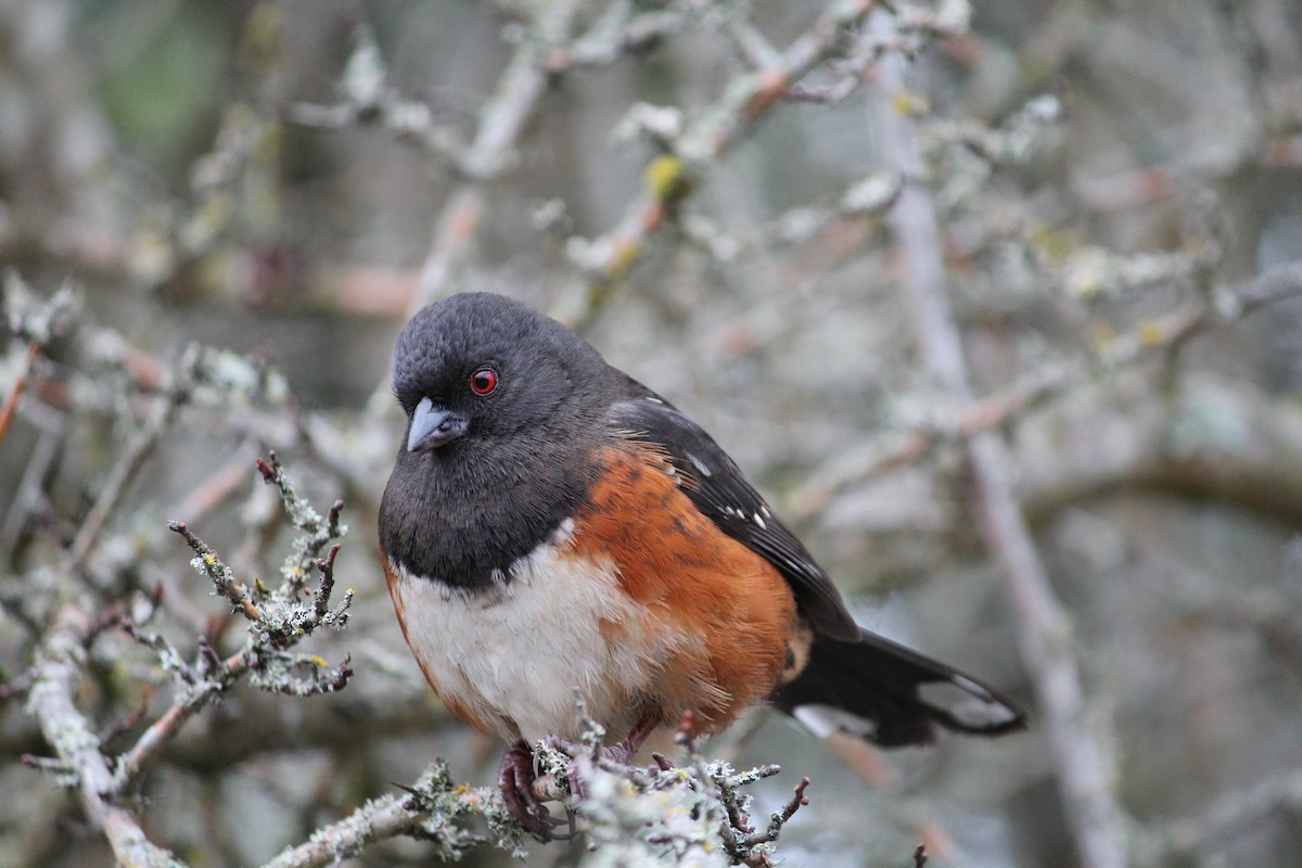 Spotted Towhee - ML634008279