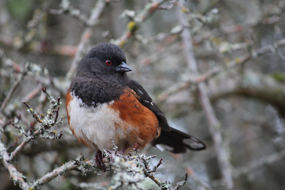 Spotted Towhee - ML634008281