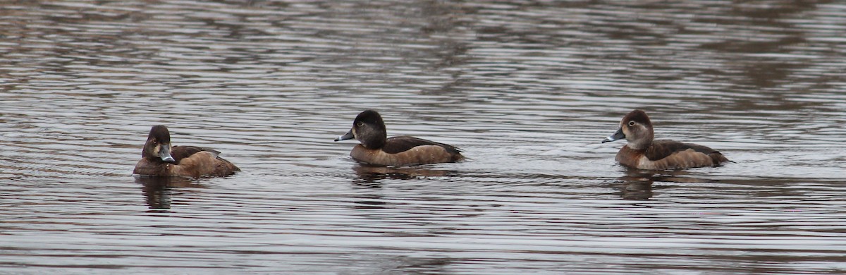 Ring-necked Duck - ML634008282