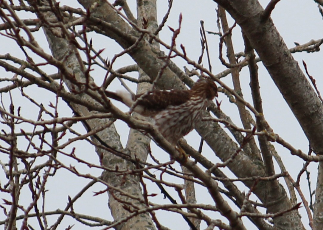 Cooper's Hawk - ML634008286