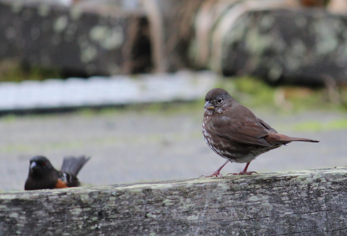 Fox Sparrow - ML634008289