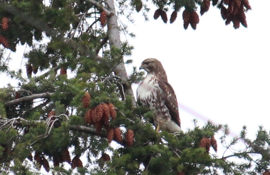 Red-tailed Hawk - ML634008293